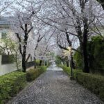 Sakura in Ozenji