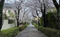 Sakura in Ozenji