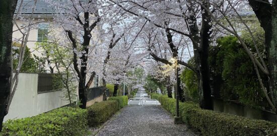 Sakura in Ozenji