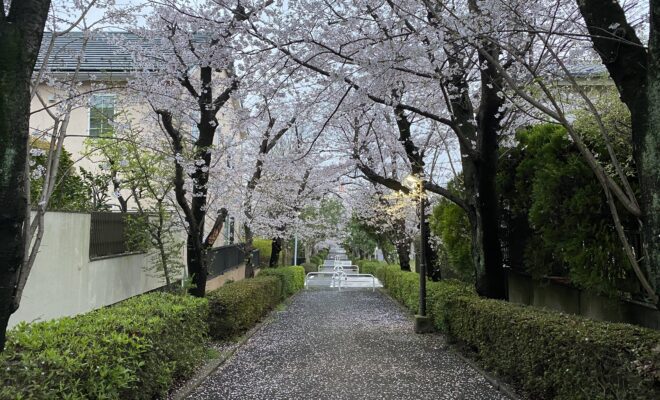 Sakura in Ozenji